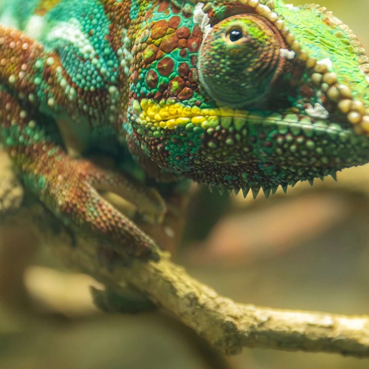 London Zoo: Entry Ticket in London – Tiqets