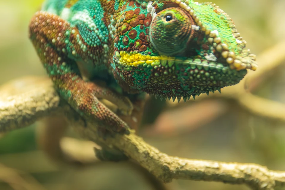 A close-up of a colorful chameleon perched on a branch, showing its textured skin and vibrant patterns.
