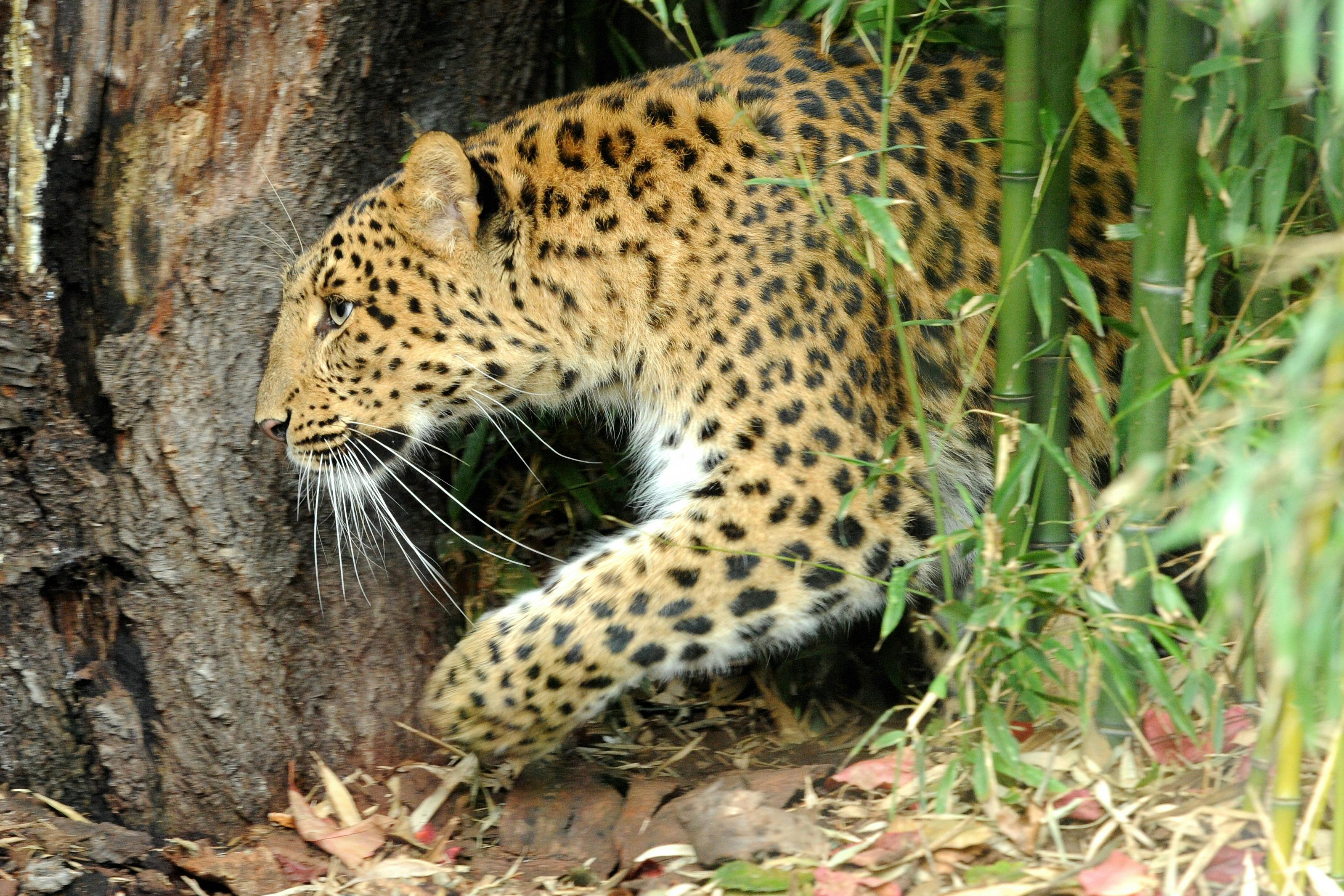 A leopard prowls through foliage near a tree trunk.