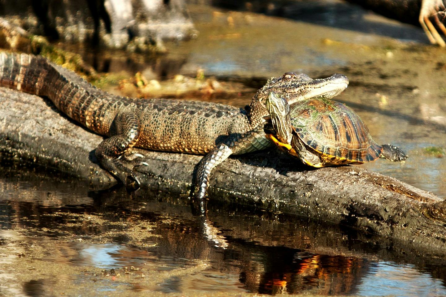 New Orleans: Swamp Guided Large Airboat Tour + Roundtrip Transport - Photo 4
