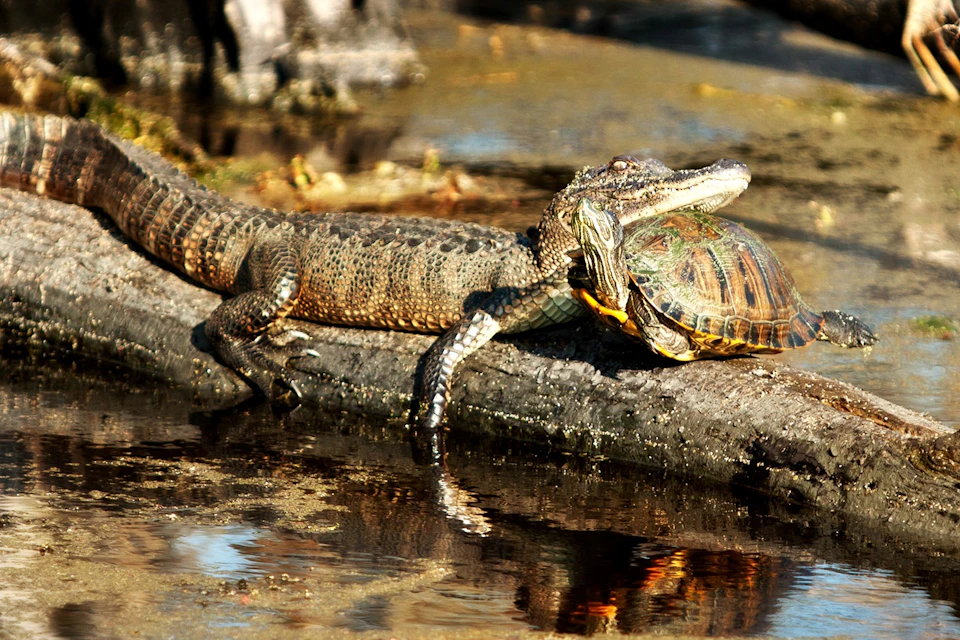 A small crocodile on a log appears to be holding a turtle in its mouth near a wet, marshy area.