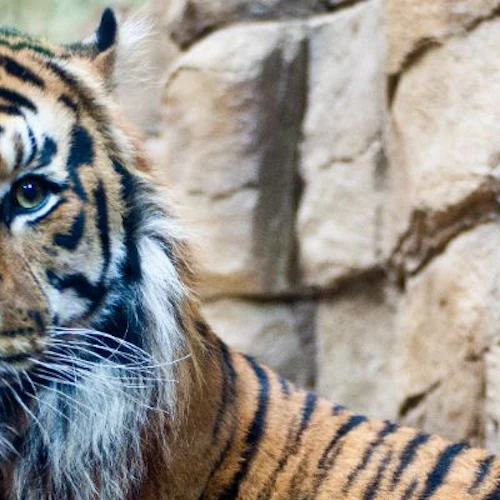 En tiger som ligger på stenmark framför en stenig vägg och stirrar rakt fram.
