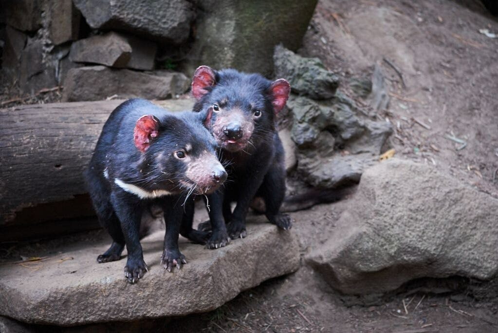 Entradas a Tasmanian Devil Unzoo en Hobart