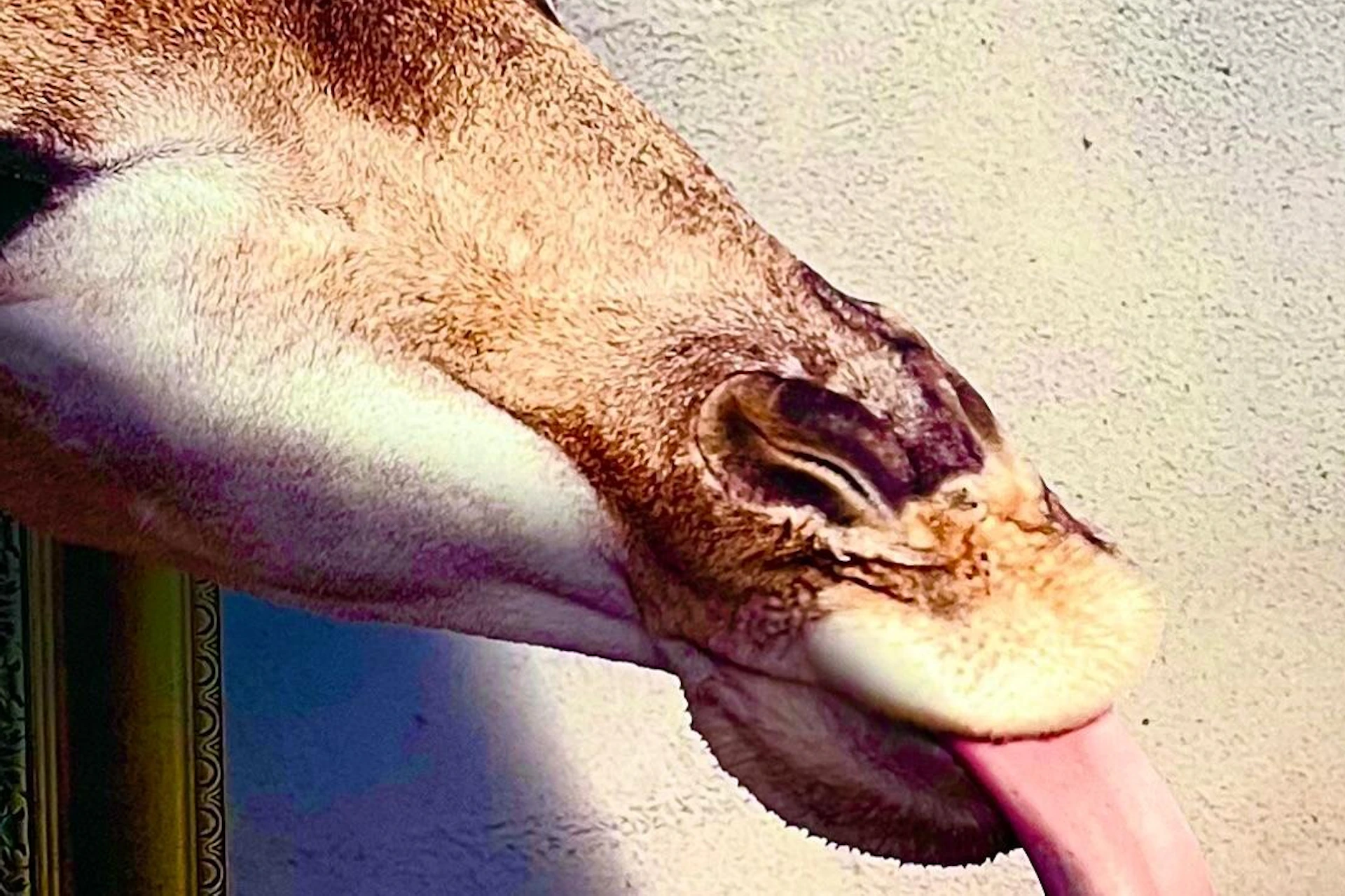 A framed image of a giraffe on a wall appears three-dimensional as the giraffe's head extends out, licking a person's hand.