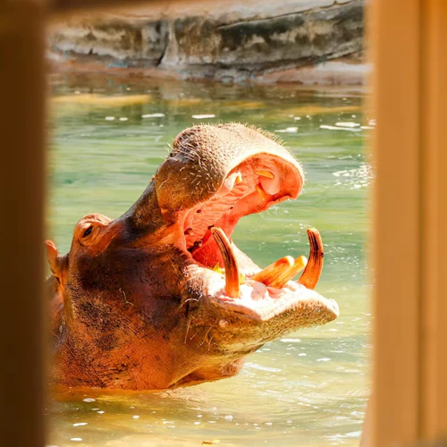 Emirates Park Zoo: Entry Ticket - Photo 3
