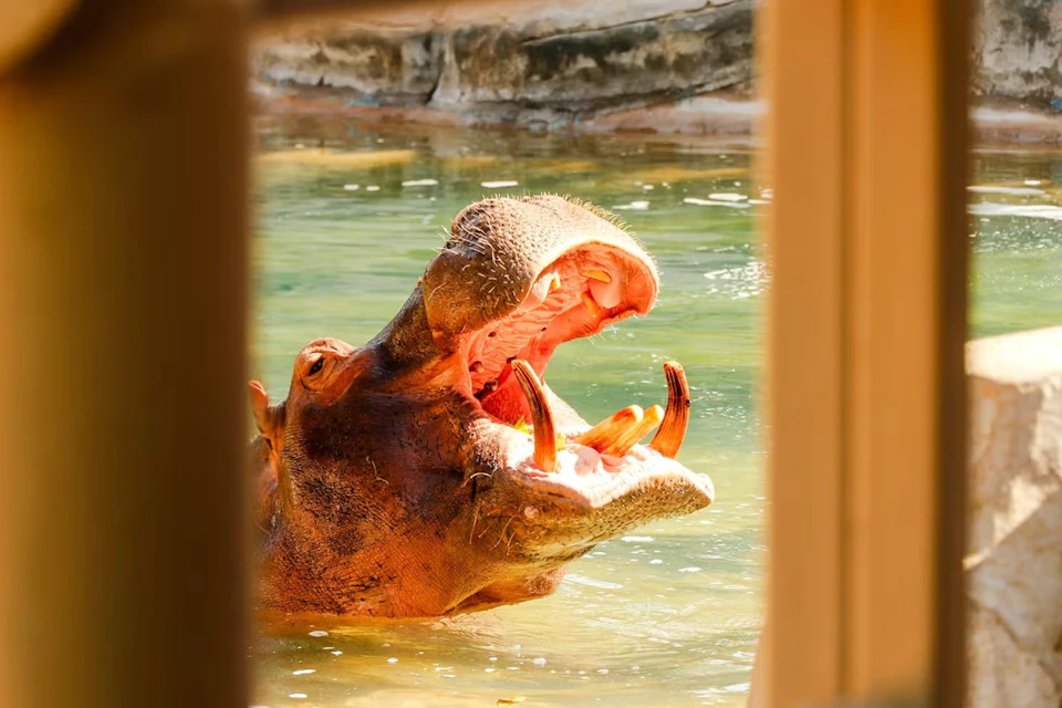 A hippopotamus in water with its mouth wide open, framed by blurred wooden beams in the foreground.