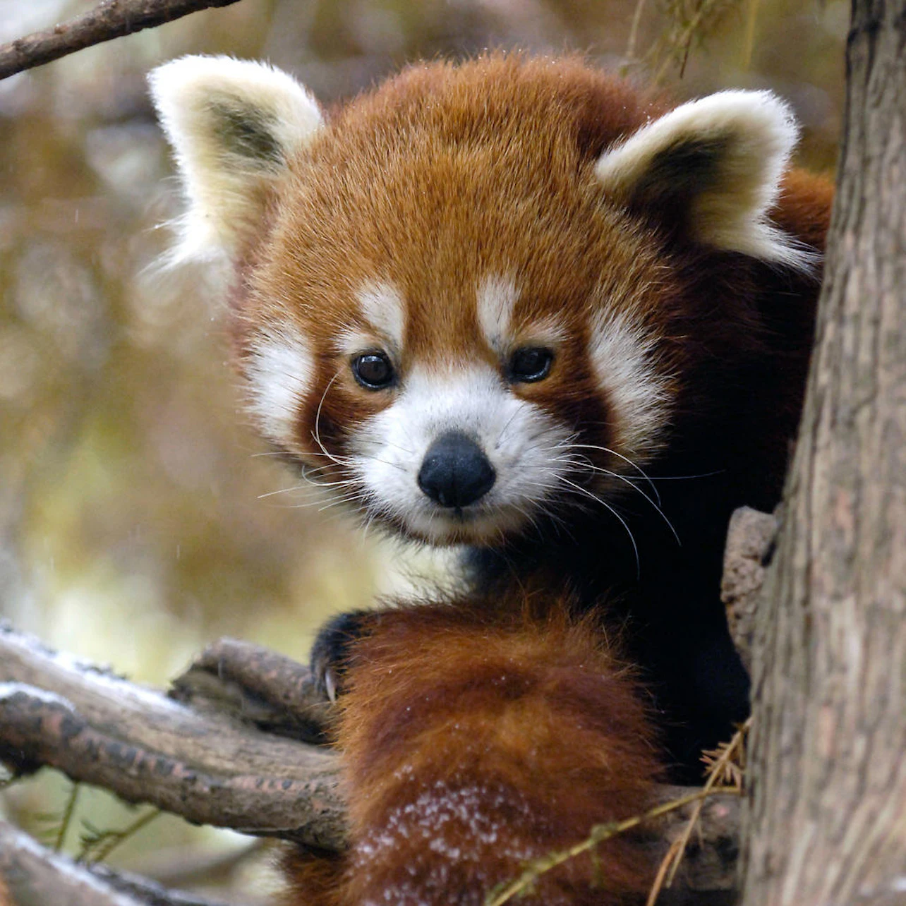 Central Park Zoo: Entry Ticket in New York β Tiqets