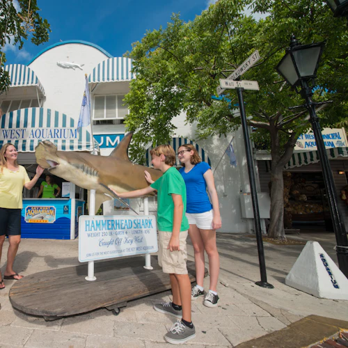 Key West Aquarium: Entry Ticket - Photo 9
