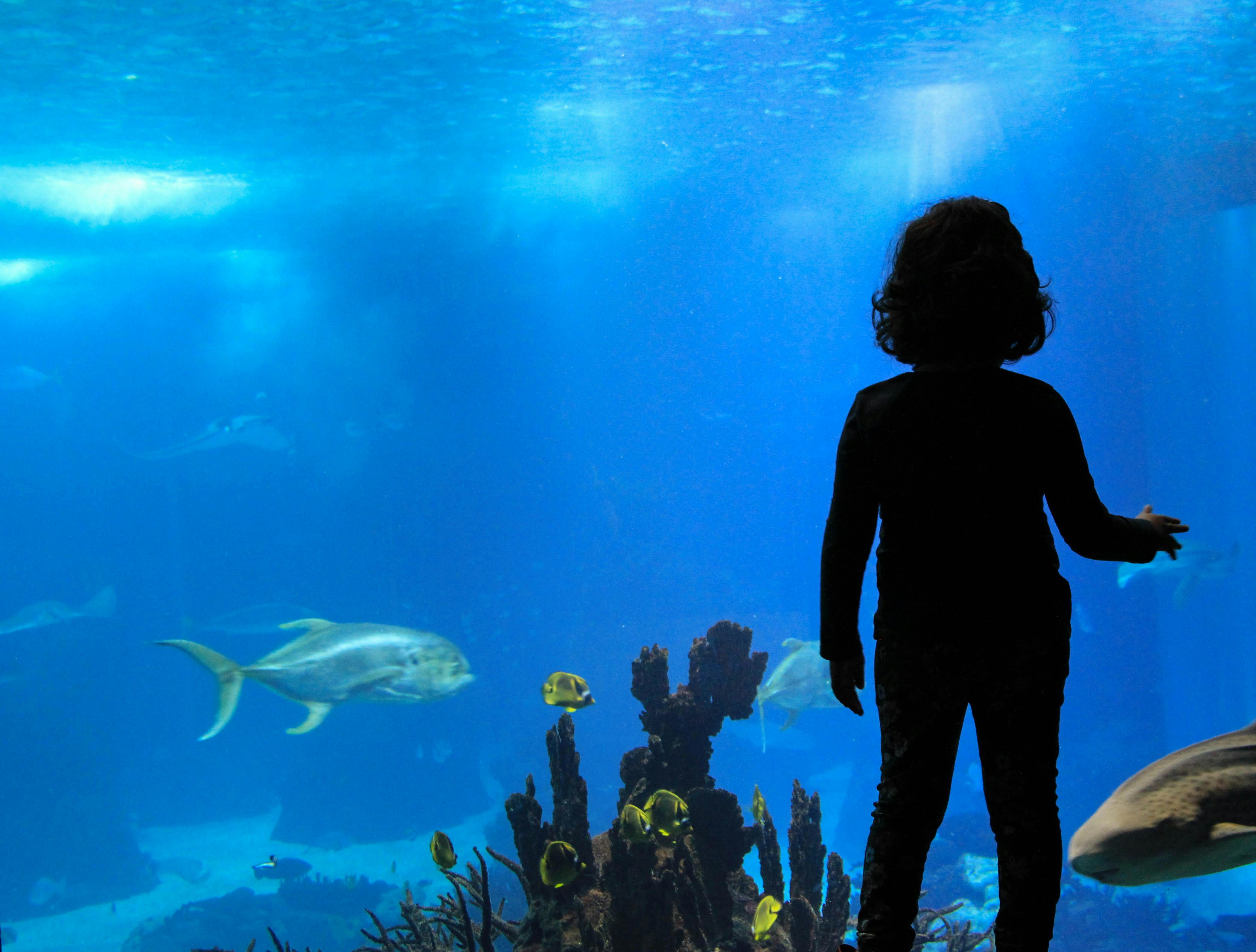 A child silhouetted against a large aquarium window, observing fish and coral in a blue-lit underwater scene.