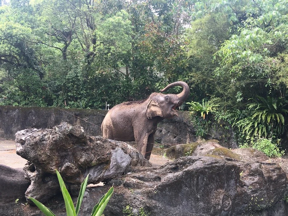 Taipei Zoo: Entry Ticket