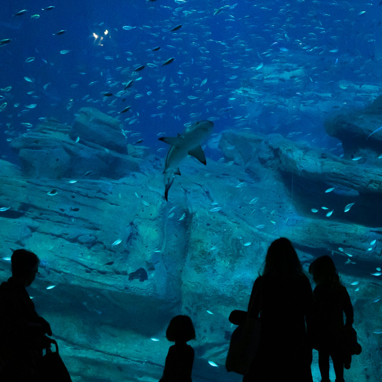 Aquarium de Paris: Entry Ticket in Paris – Tiqets