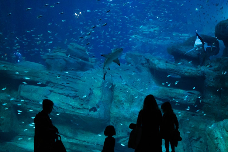 Aquarium de Paris: Bilhete de entrada Bilhete - 0