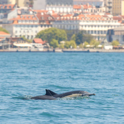 Observação de golfinhos desde Lisboa - Photo 10
