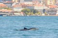 Dolfijnen van Lissabon
