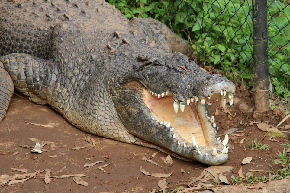 Rainforestation Nature Park: Admission Ticket