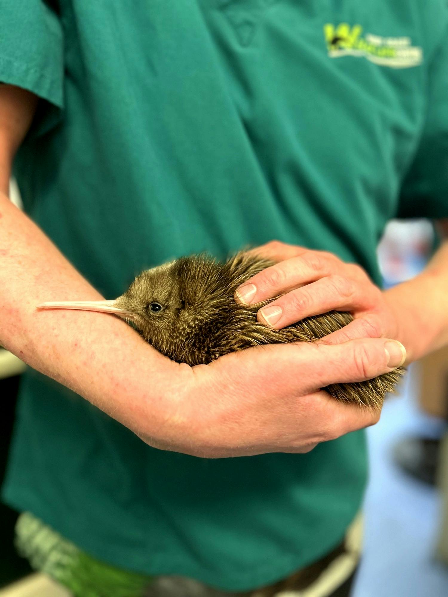A person in a green shirt gently holding a small kiwi bird with brown feathers and a long beak.