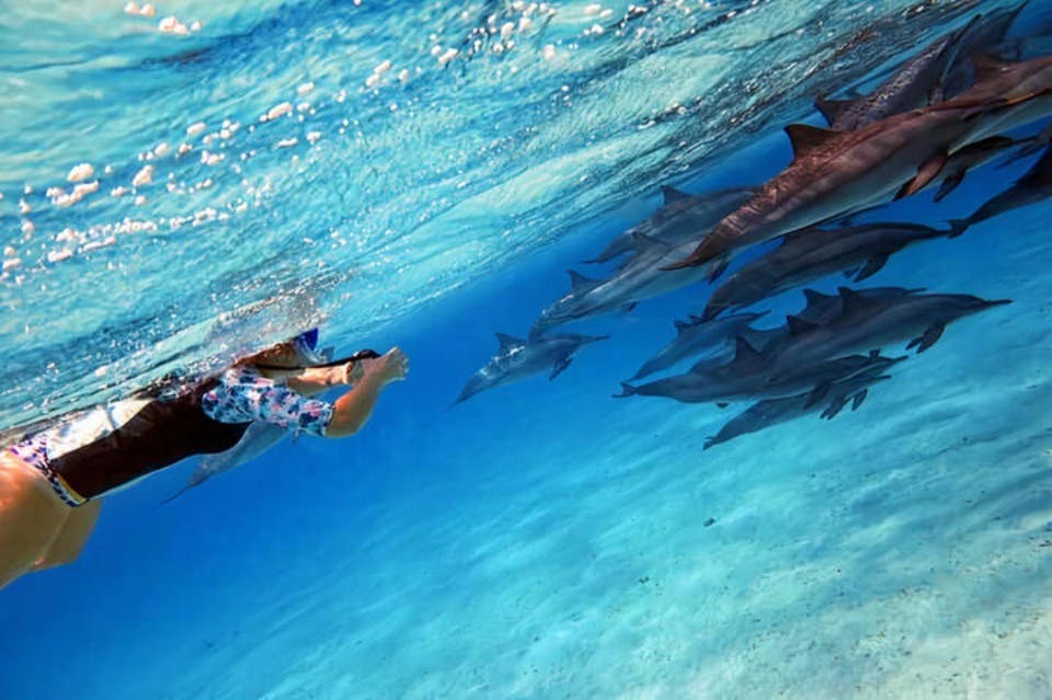 사티아-돌고래-리프