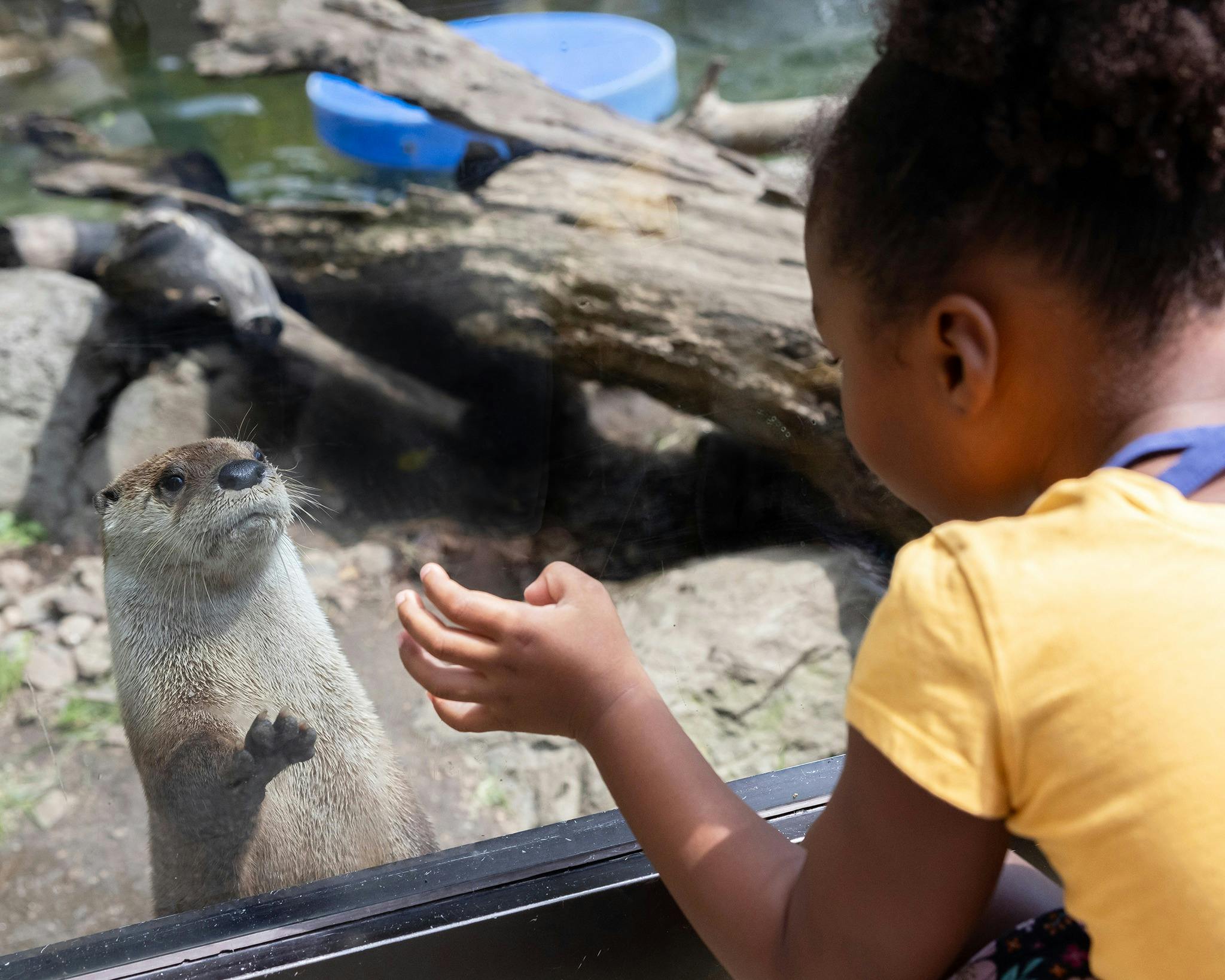 A child in a yellow shirt interacts with an otter through a glass enclosure, with logs and a blue container in the background.