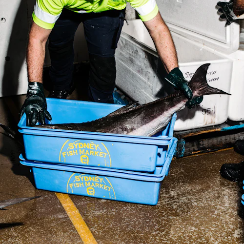 Sydney Fish Market: tour dos bastidores pelo andar dos leilões - Photo 2