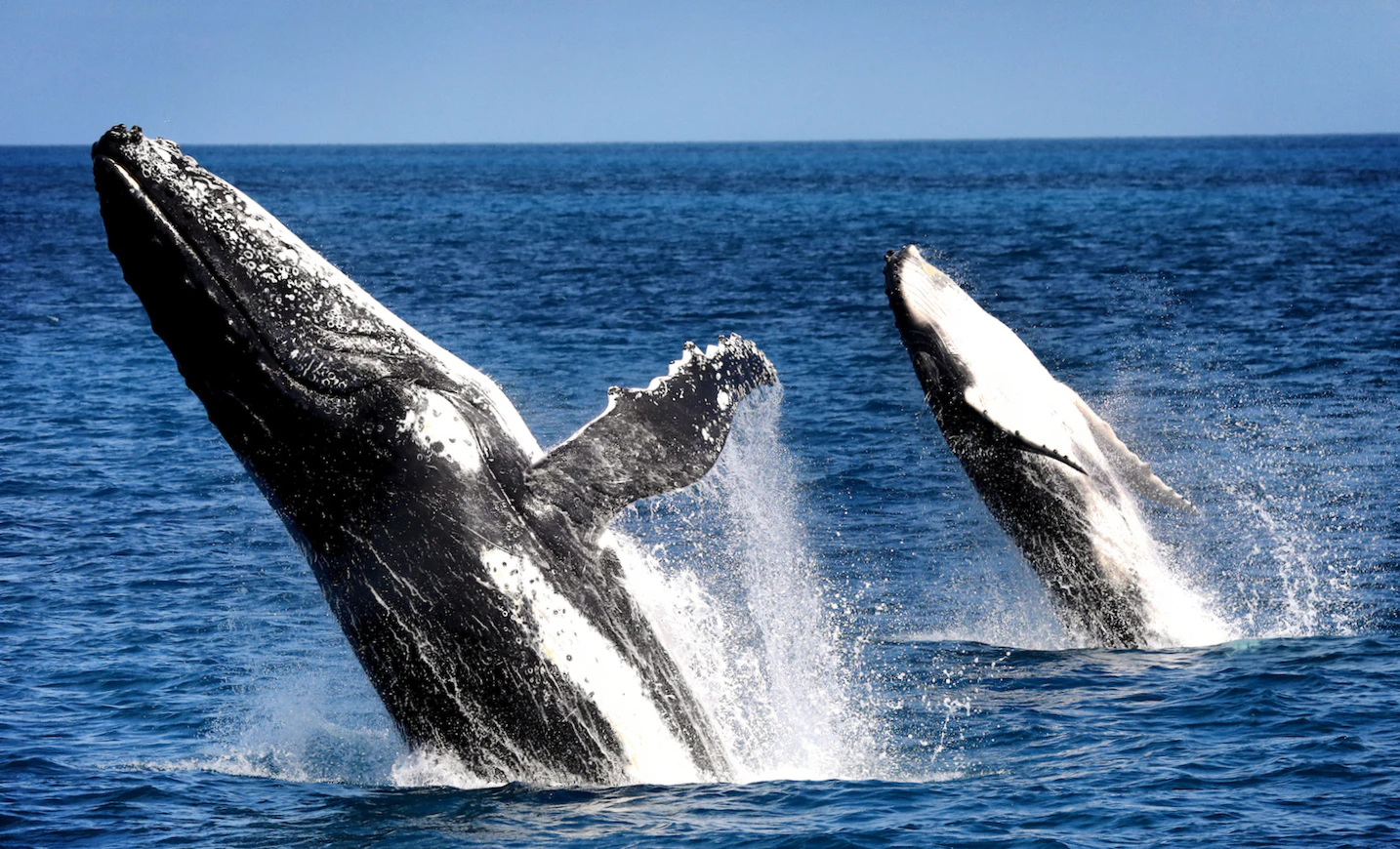 Hervey Bay: Half-Day Whale Watching Cruise