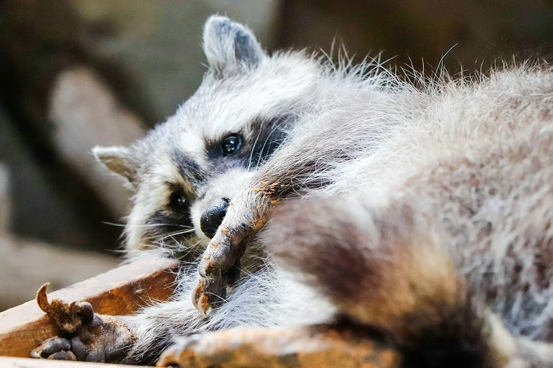 A close-up of a raccoon resting, looking towards the camera.