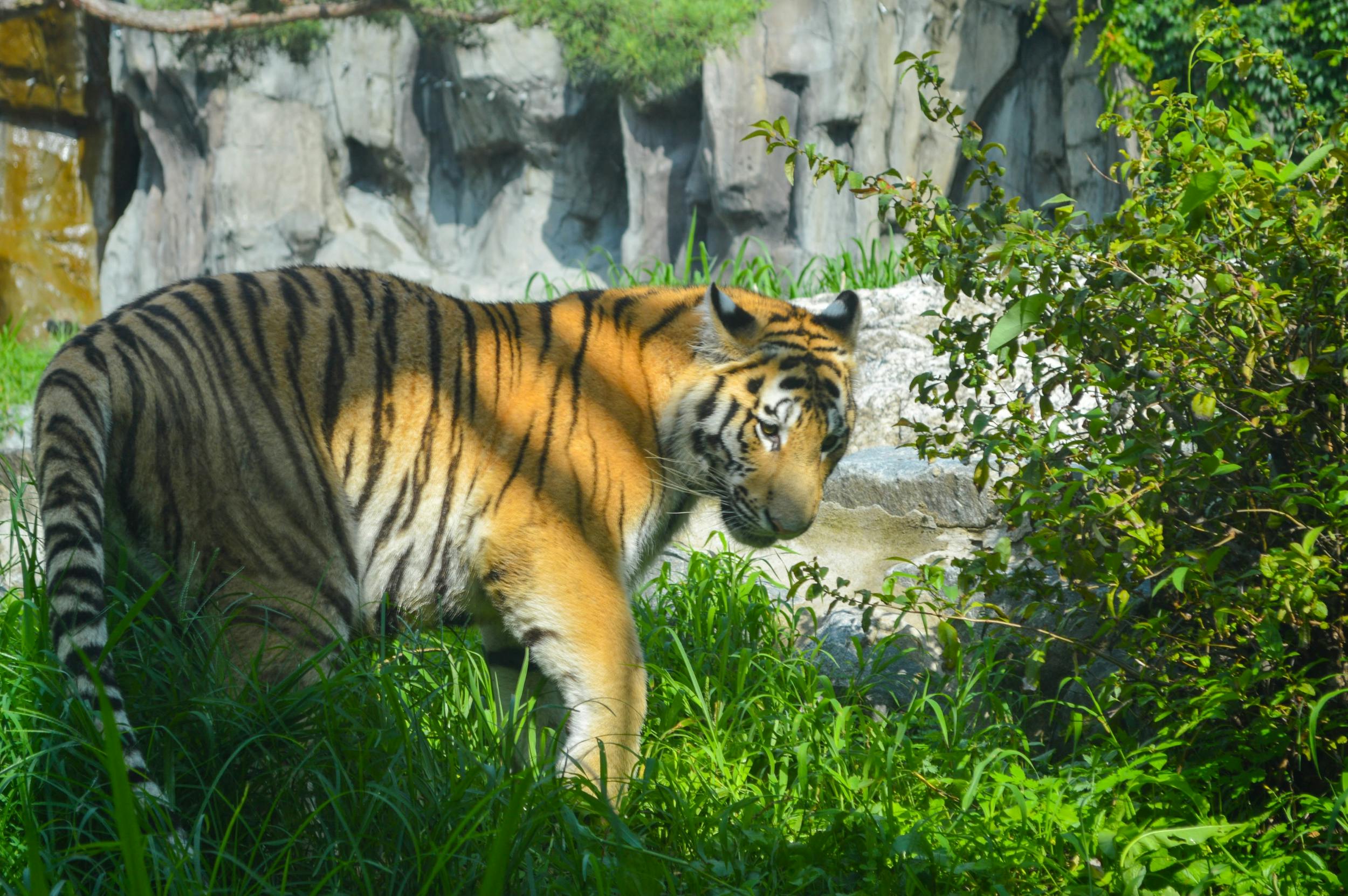 A tiger walking through lush green vegetation with a rocky backdrop in sunlight.