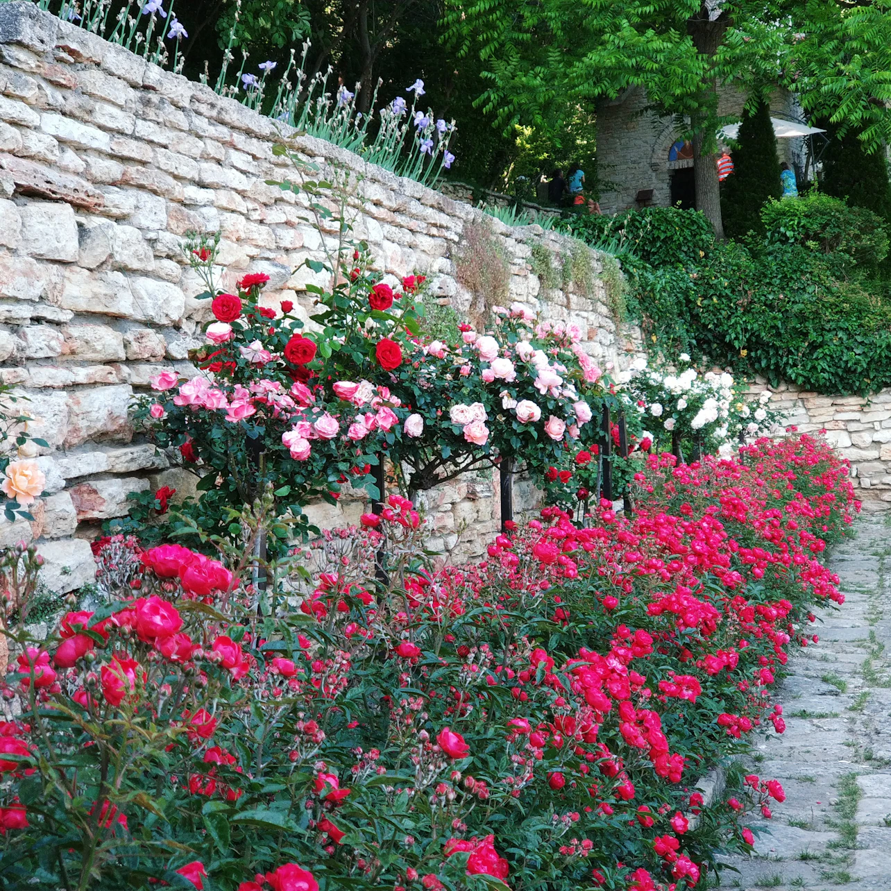 Slider Image