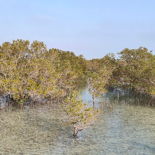 Dichte Mangrovenbäume stehen in seichtem, schlammigem Wasser unter einem klaren blauen Himmel.