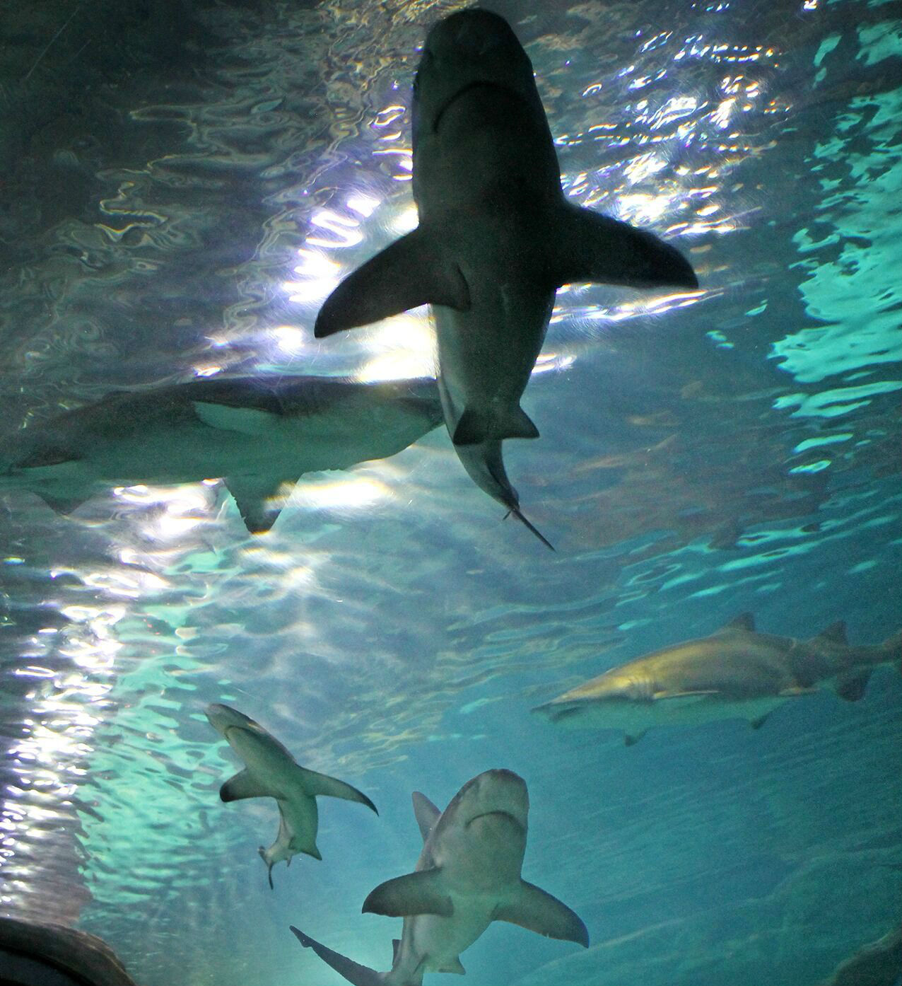 aquarium in camden nj shark bridge