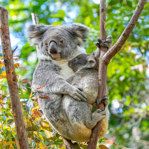 Astra Lumina: Currumbin Wildlife Sanctuary