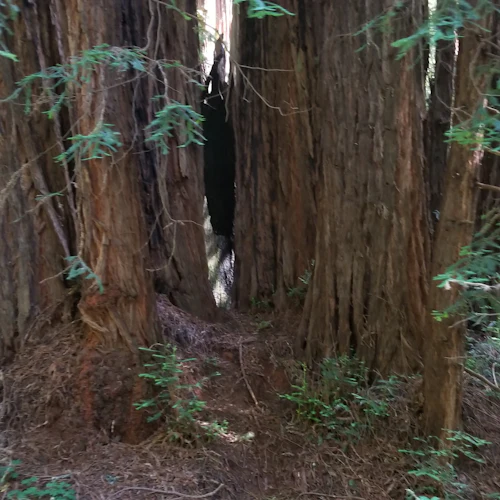 Muir Woods e Sausalito: Excursão de meio dia saindo de São Francisco - Photo 10