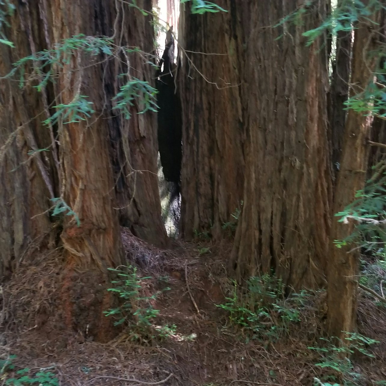 Muir Woods and Sausalito Tour from San Francisco Ticket - Accommodations in San Francisco