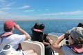 Birdwatching con una gita in barca a energia solare a Ria Formosa