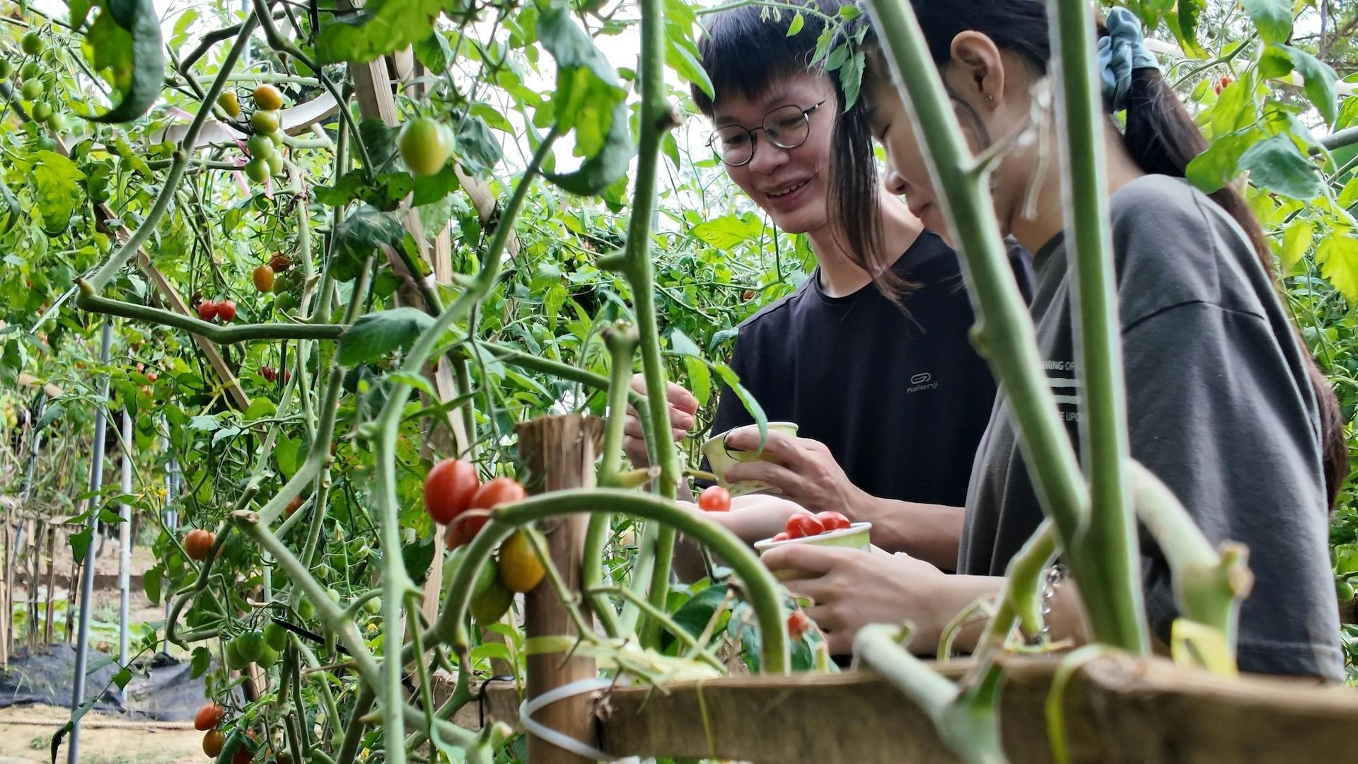 Two people harvesting tomatoes in a garden, holding small bowls and surrounded by green tomato plants.