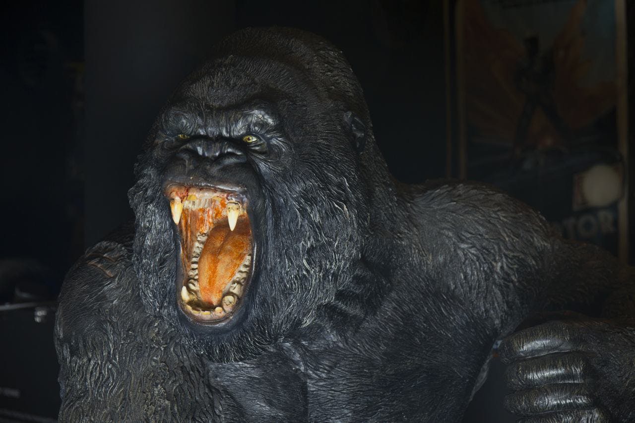 一只大而凶猛的大猩猩，张开嘴巴，露出锋利的牙齿和尖牙。黑暗的背景。