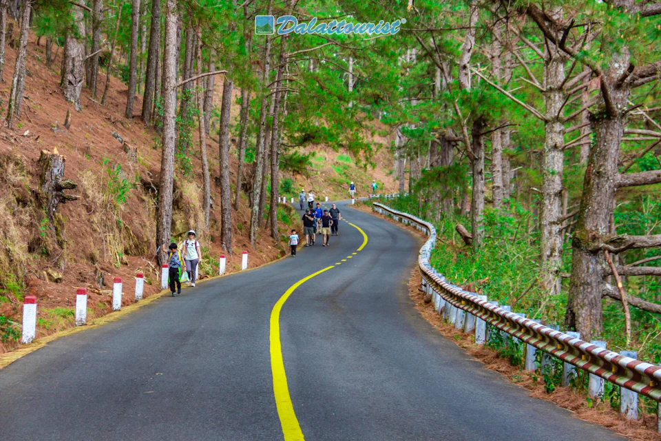 A group of people walking along a winding road surrounded by tall pine trees on both sides.