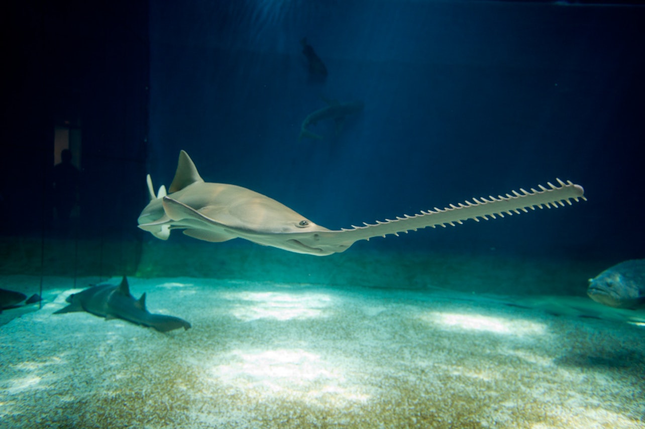 Aquarium of Genoa: Reserved Entrance