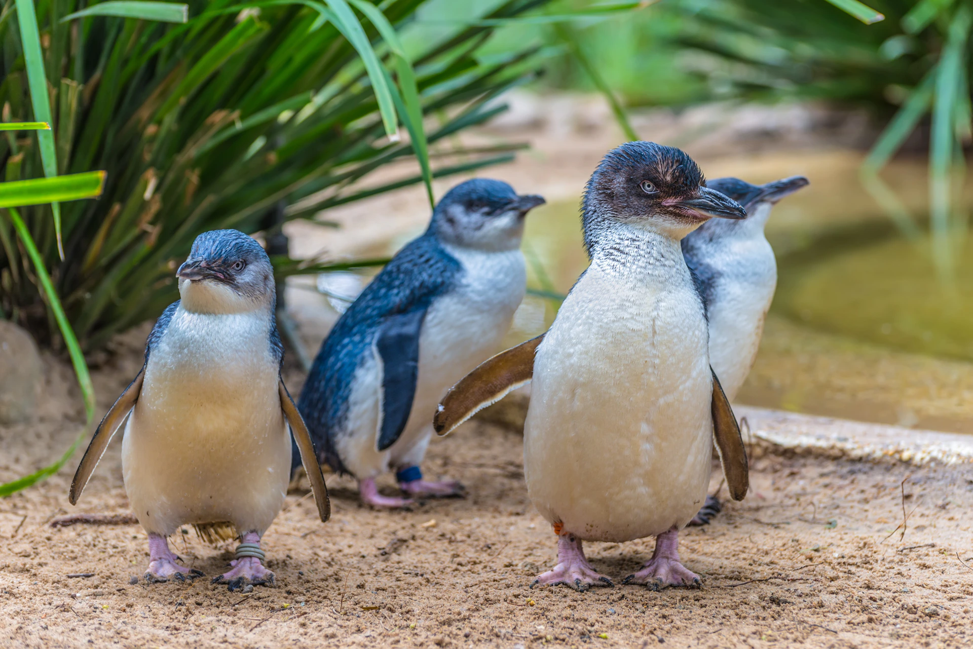 Four small penguins with blue and white feathers stand on sandy ground surrounded by green plants.