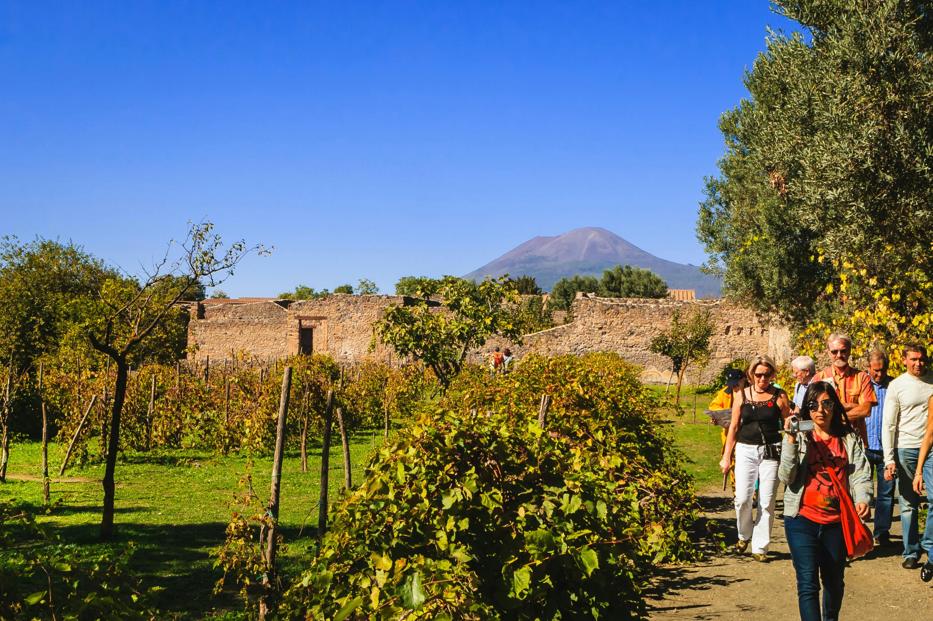 Mt. Vesuvius and vineyard