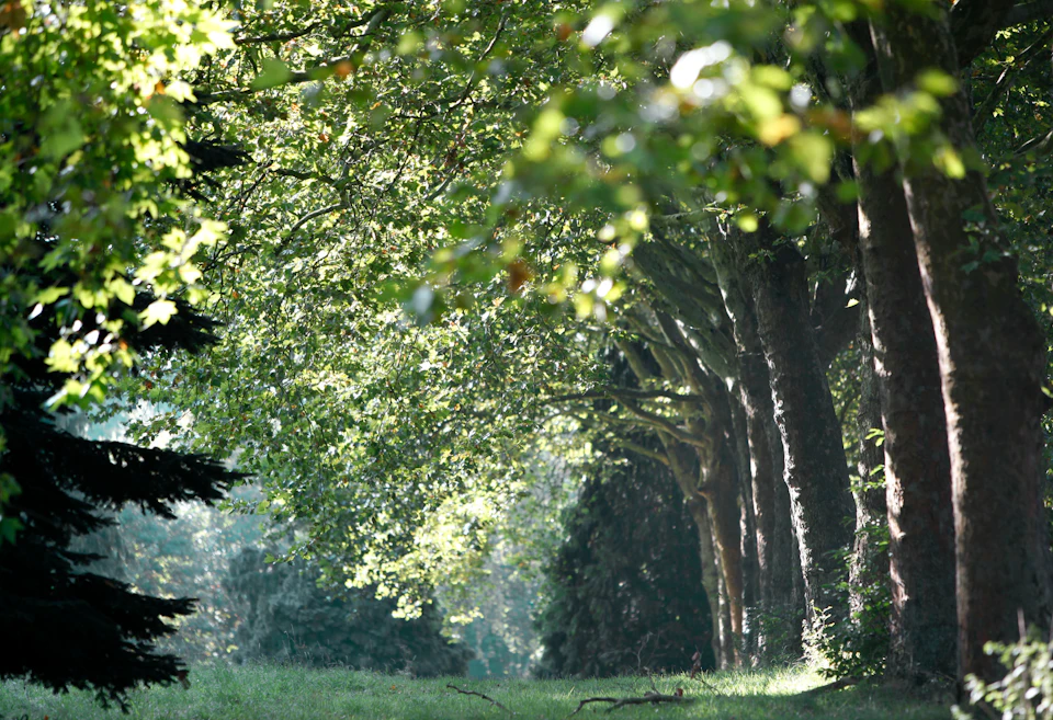 Sunlight filters through dense, green-leaved trees creating a tranquil, shaded pathway with grassy ground underneath.
