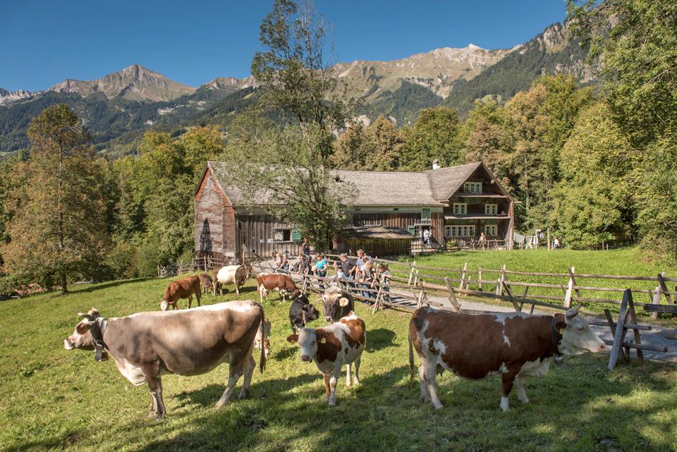 Cows grazing in a pasture near a rustic farmhouse with people sitting outside. Mountainous landscape in the background.