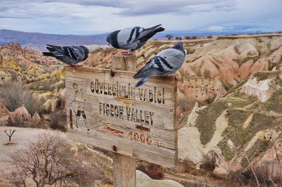 Three pigeons on a wooden sign that reads "Güvercinlik Vadisi Pigeon Valley" with a rocky landscape and cloudy sky in the background.