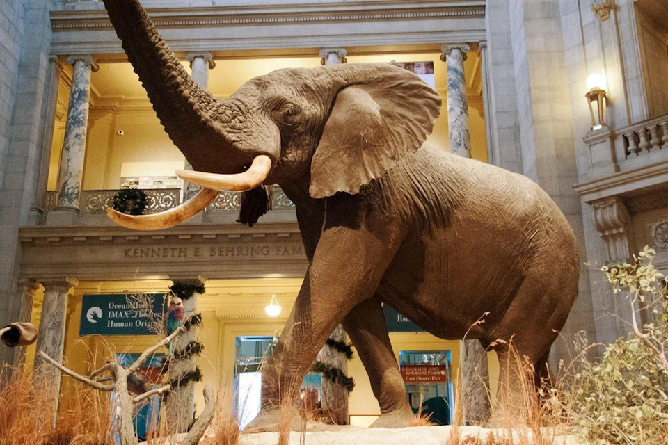 A large elephant statue displayed in a museum lobby, with decorative columns and exhibits visible in the background.
