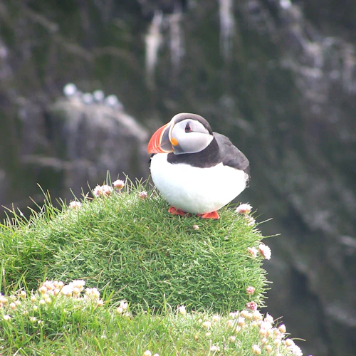 Reykjavik: Puffin Watching Express - Photo 3