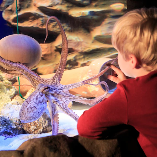 SEA LIFE Timmendorfer Strand: Entry Ticket - Photo 3