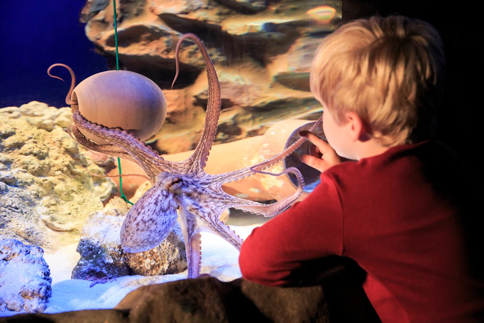 SEA LIFE