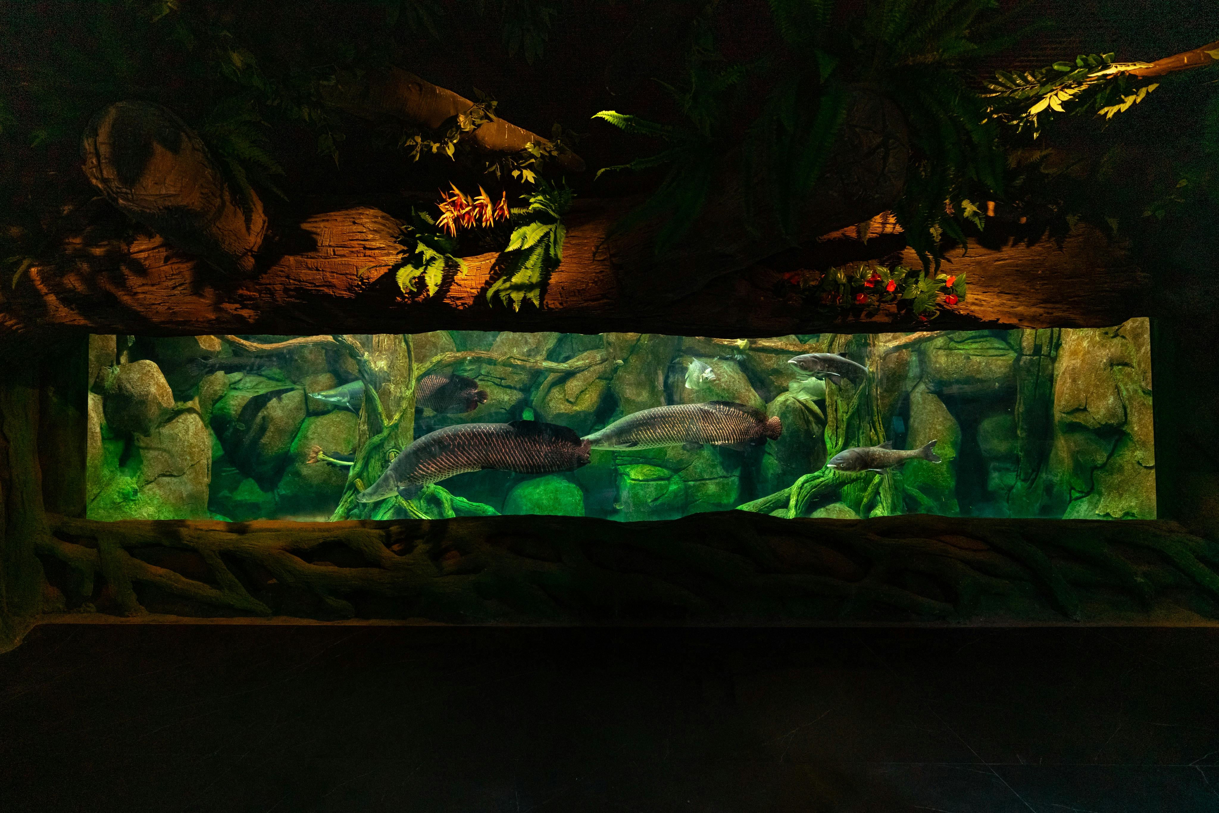 L'Acquario Nazionale di Abu Dhabi