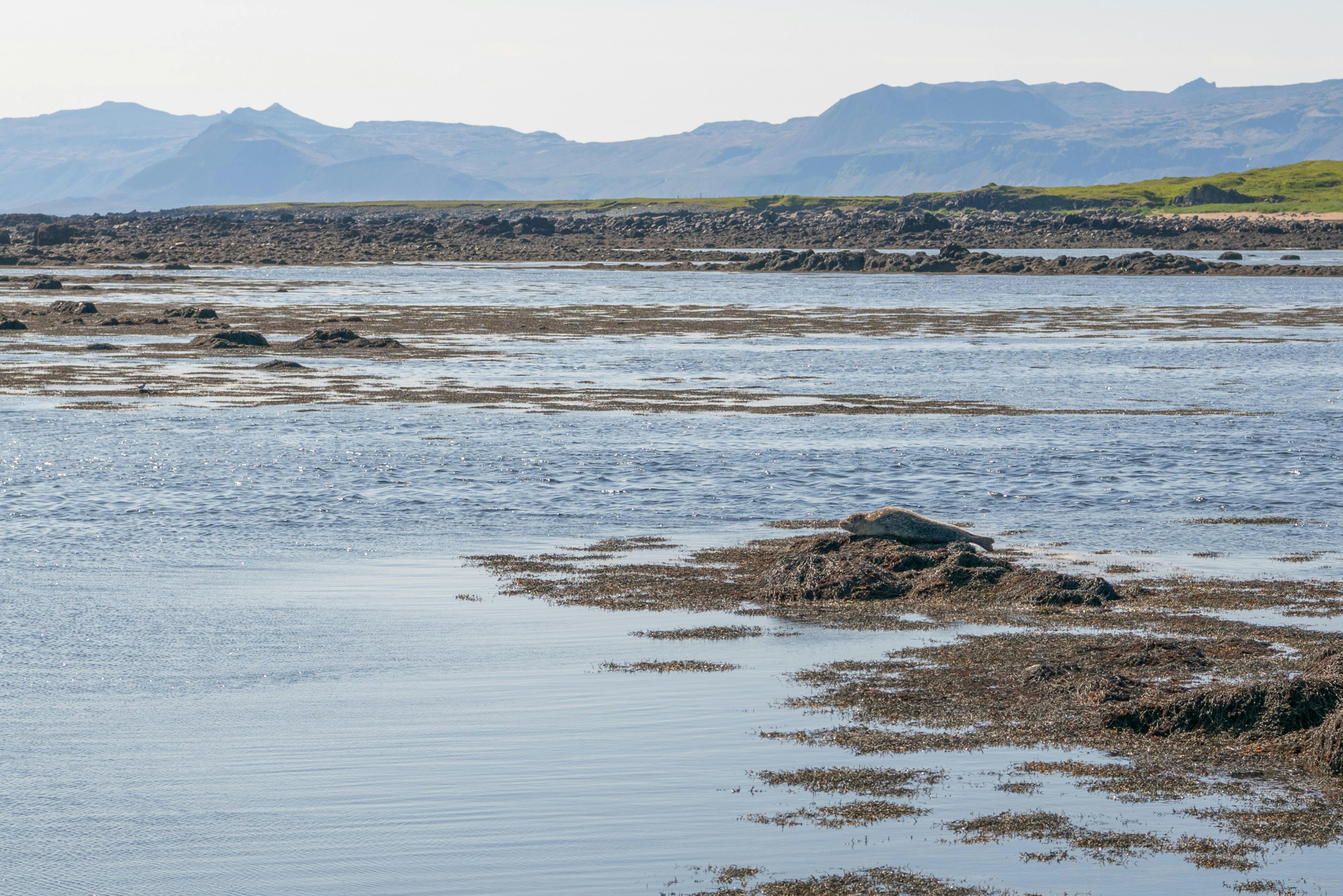 イトリ・トゥンガ・ビーチのアザラシ