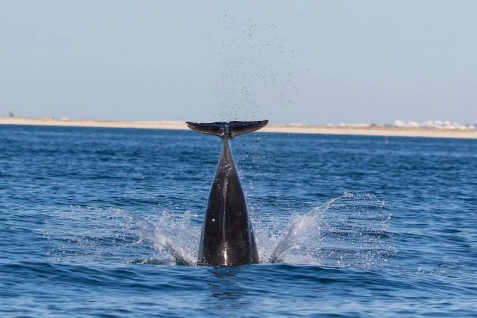 A whale's tail emerging vertically from the water, creating splashes, with a distant shoreline visible under a clear sky.