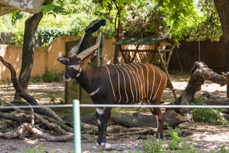 Zoo de Barcelona: Entrada billete - 6